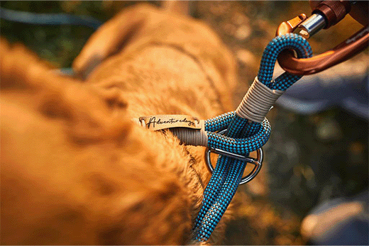 best collar for dogs that pull