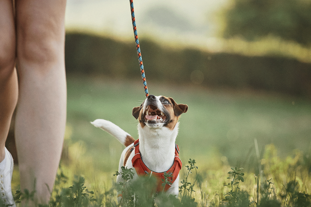 best position to walk your dog