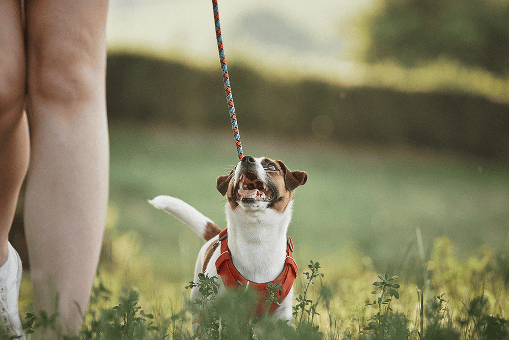 best position to walk your dog