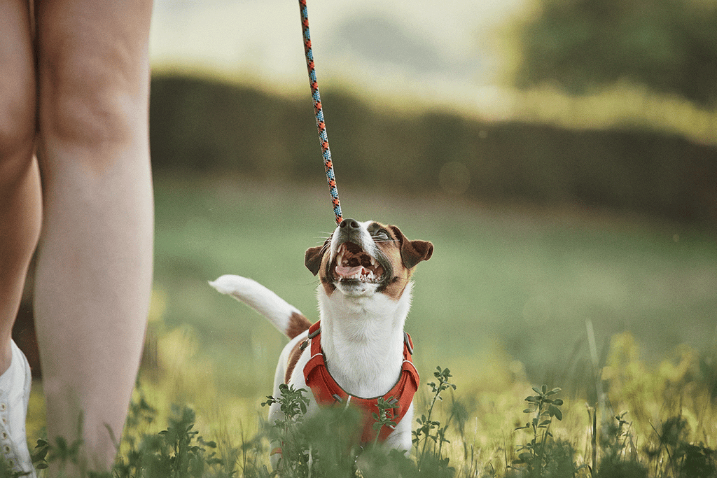 best position to walk your dog