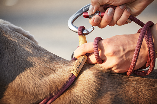 best large dog collars