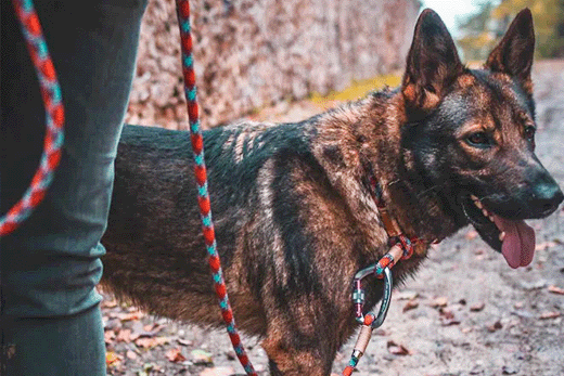 adventure names for dogs