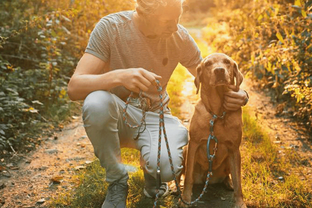 best dog walking weather