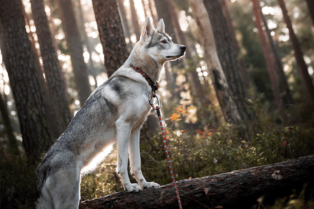 how long should you walk your dog