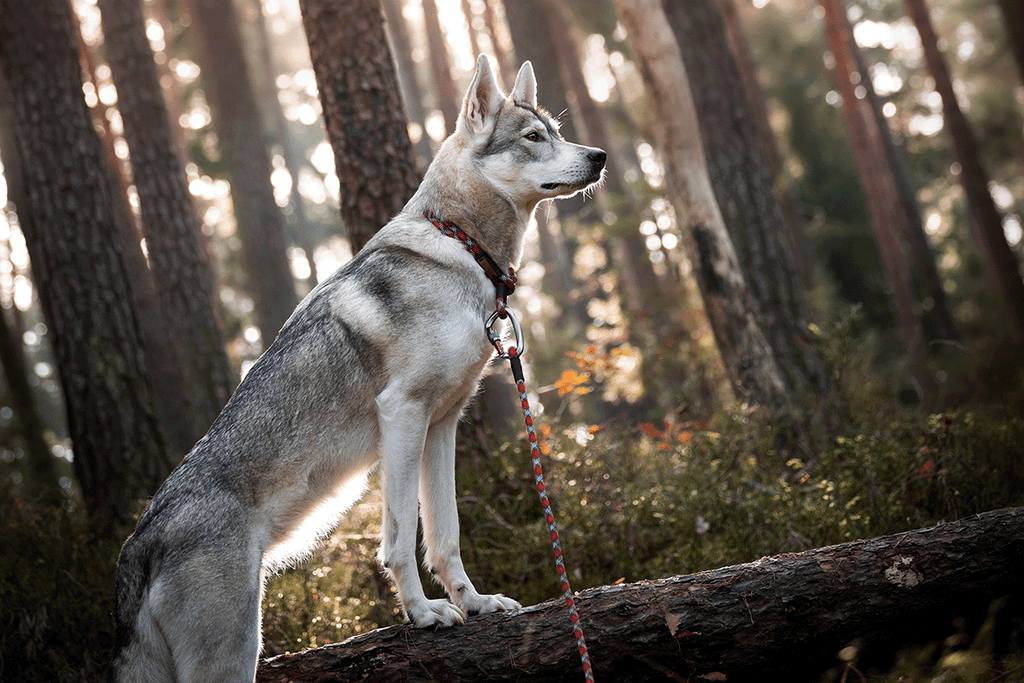 how long should you walk your dog