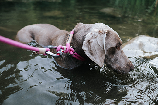 how to clean a dog collar
