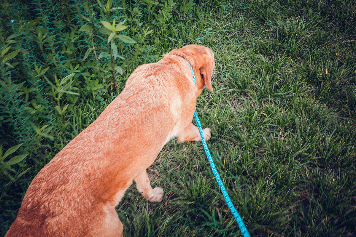 how-to-walk-dog-in-rain