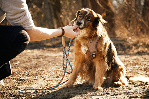 why does dog bite leash