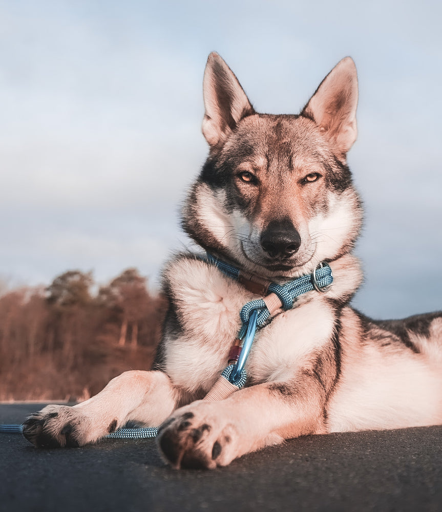 badass dog collar