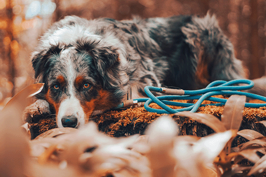 5 The Best Dog Leashes for Hiking and Backpacking: The Style and Key Things You Need