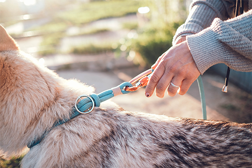 best personalized dog collars