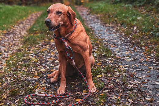 How to Choose the Right Guide Dog Leash