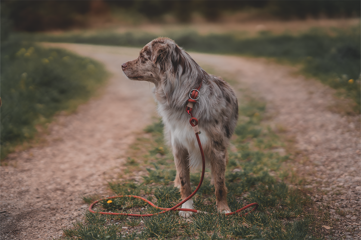 How Far Should You Walk Your Dog? 3 Things You Need to Know