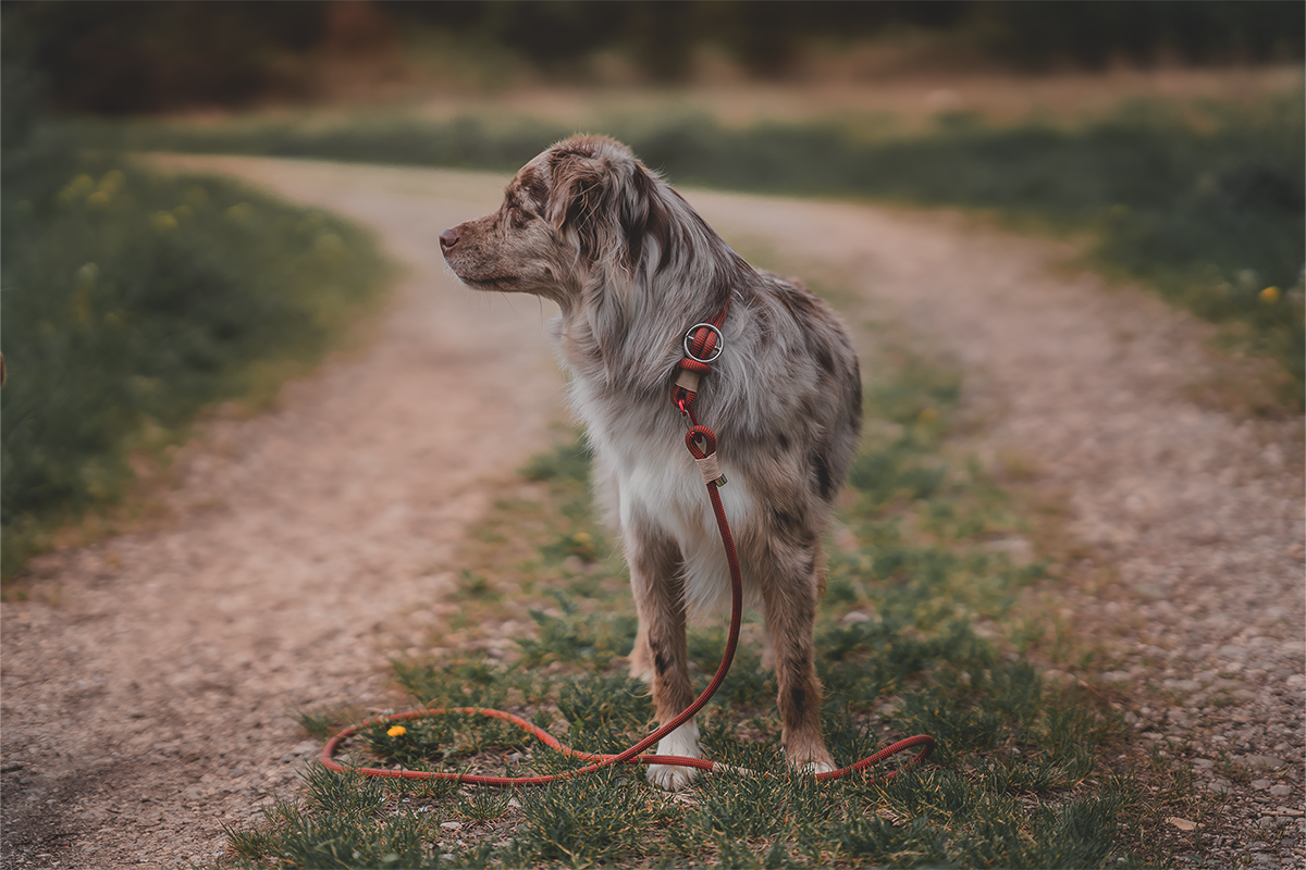 how often should you walk your serbian hound puppy