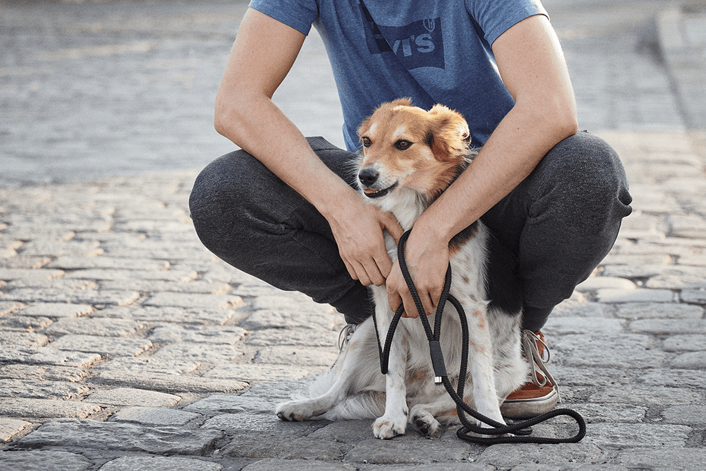 how often should you walk your dog