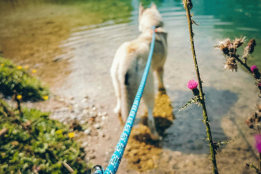 how to hold dog leash