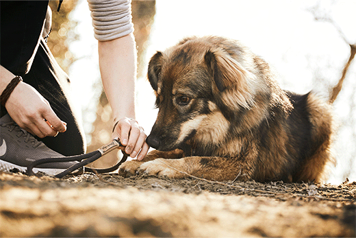 how to repair nylon dog leash