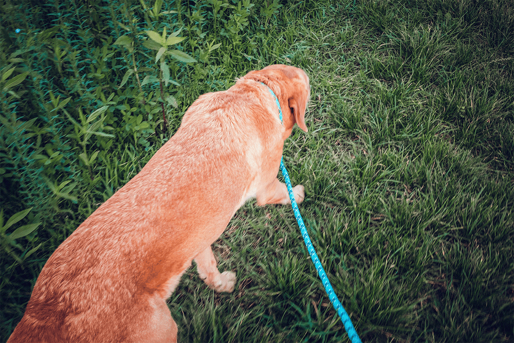 how-to-walk-dog-in-rain