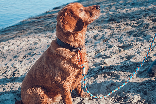 how to wash dog leash