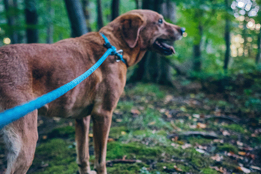 The Best Leash for Dogs That Pull