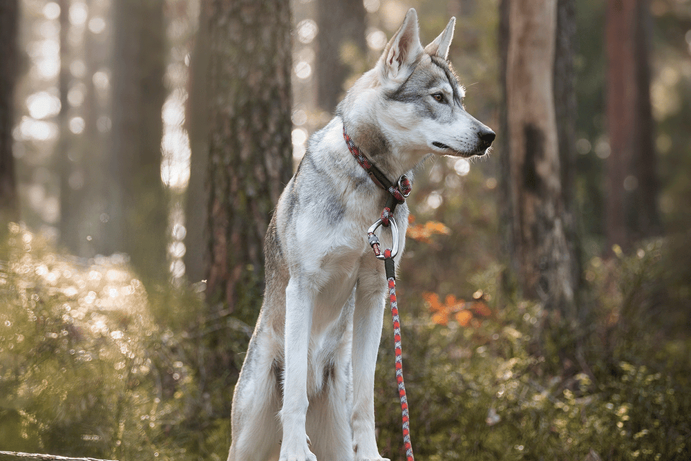 when can you walk your dog after neutering