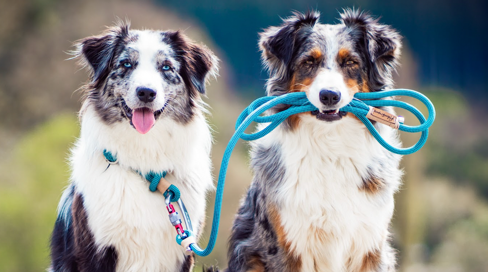 how to make a climbing rope dog leash