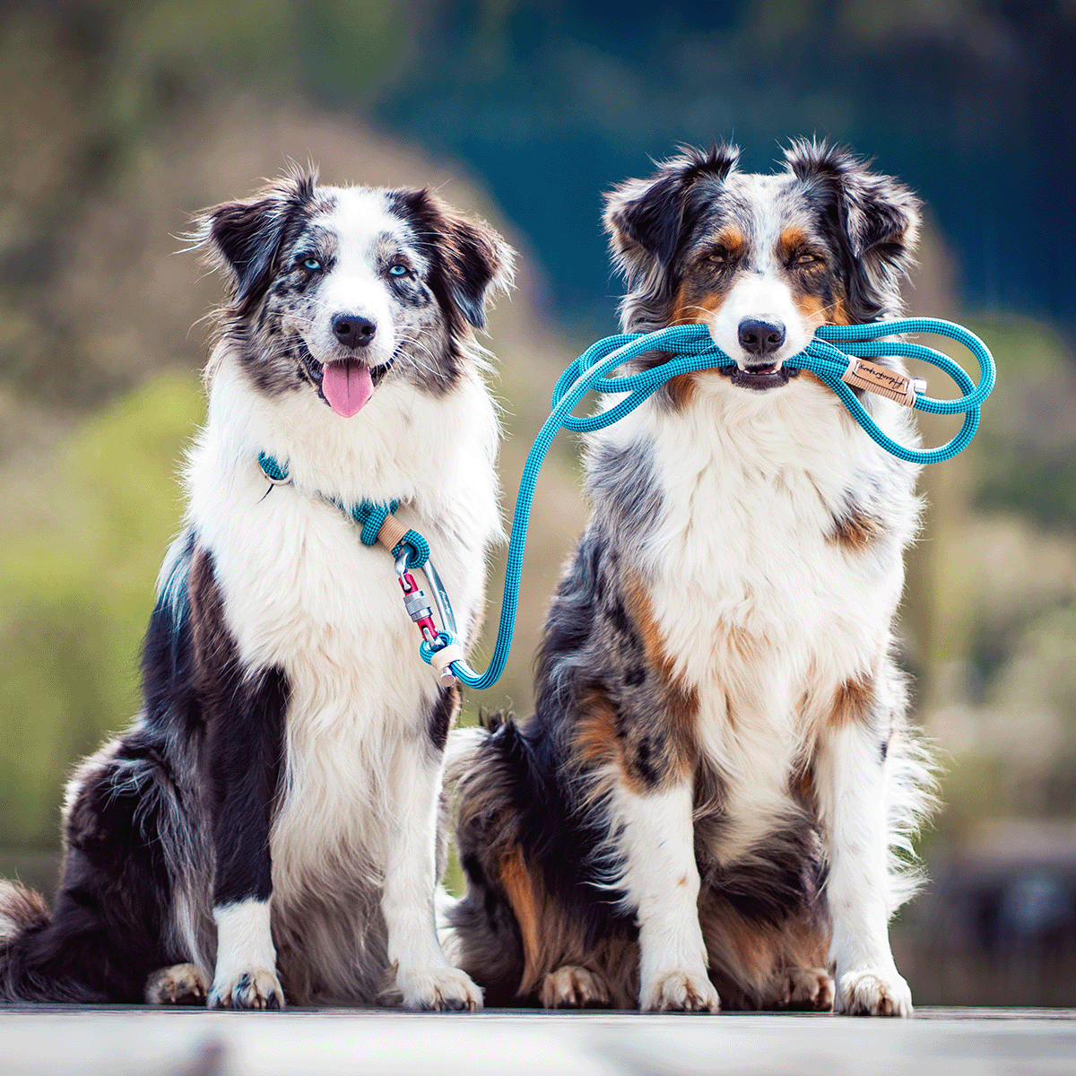 Make dog best sale leash climbing rope